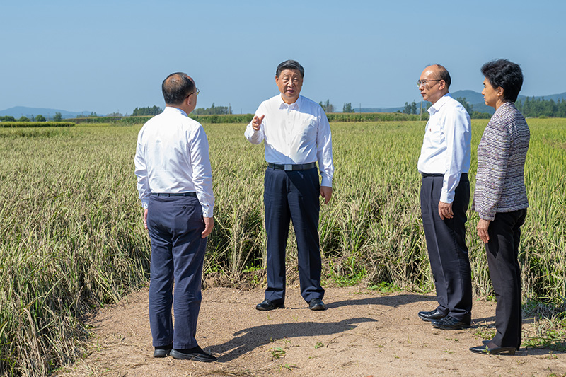 9月6日至8日，中共中央總書記、國家主席、中央軍委主席習(xí)近平在黑龍江考察。這是7日上午，習(xí)近平在遭受洪澇災(zāi)害的哈爾濱尚志市老街基鄉(xiāng)龍王廟村，察看水稻受災(zāi)情況。